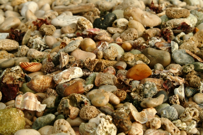 Frutti e colori del mare